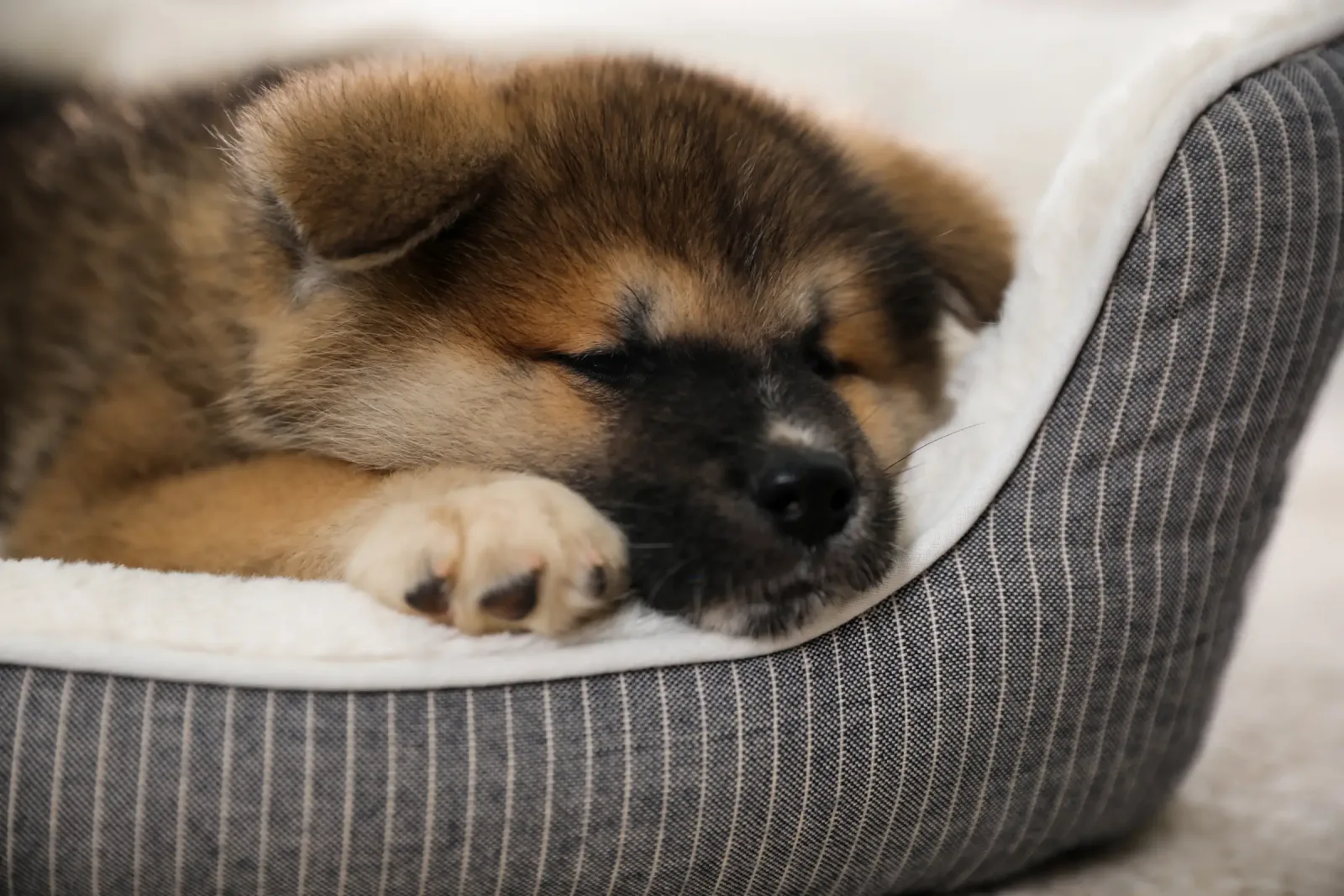 Best Dog Boarding Software