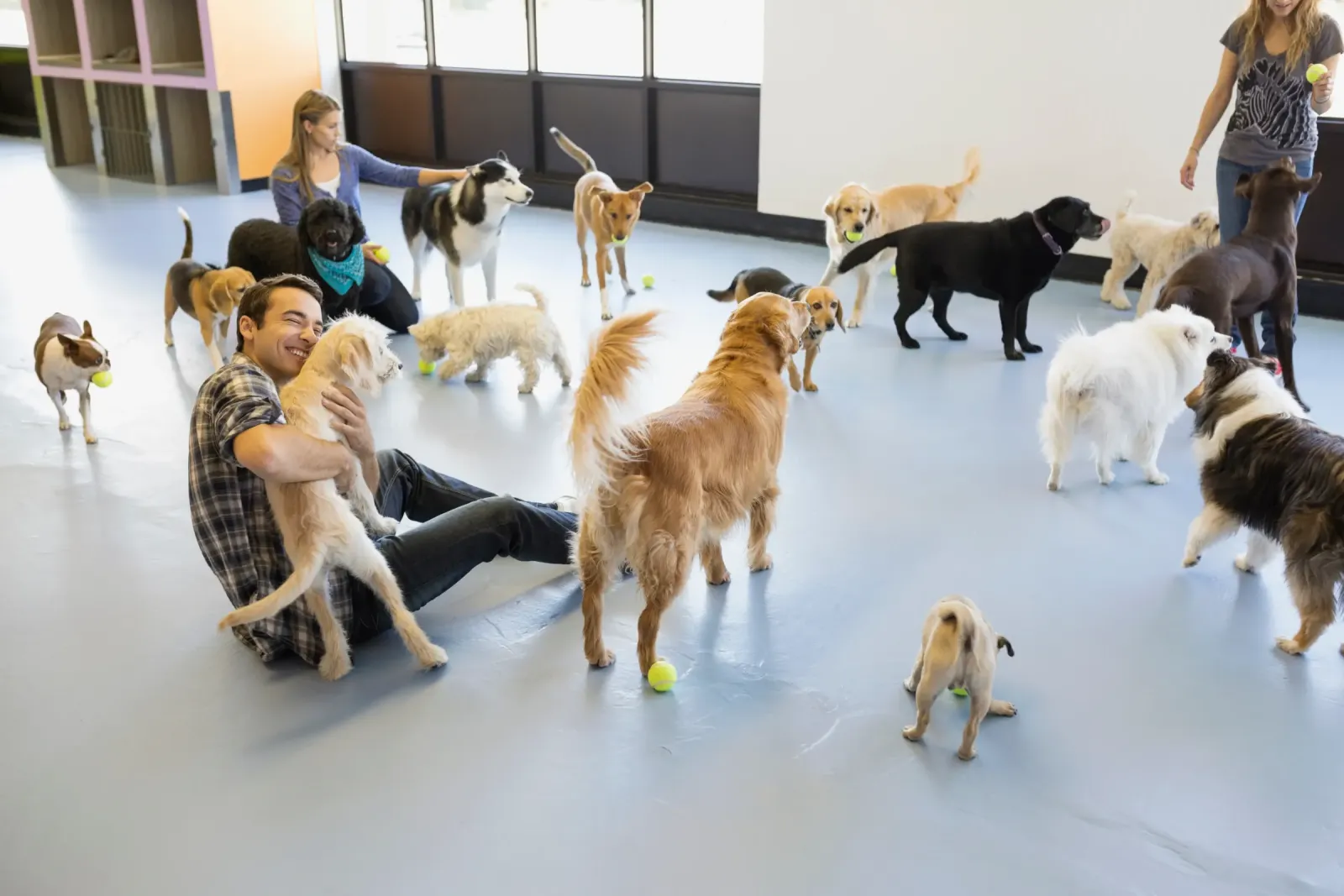 Dogs at indoor daycare group playtime