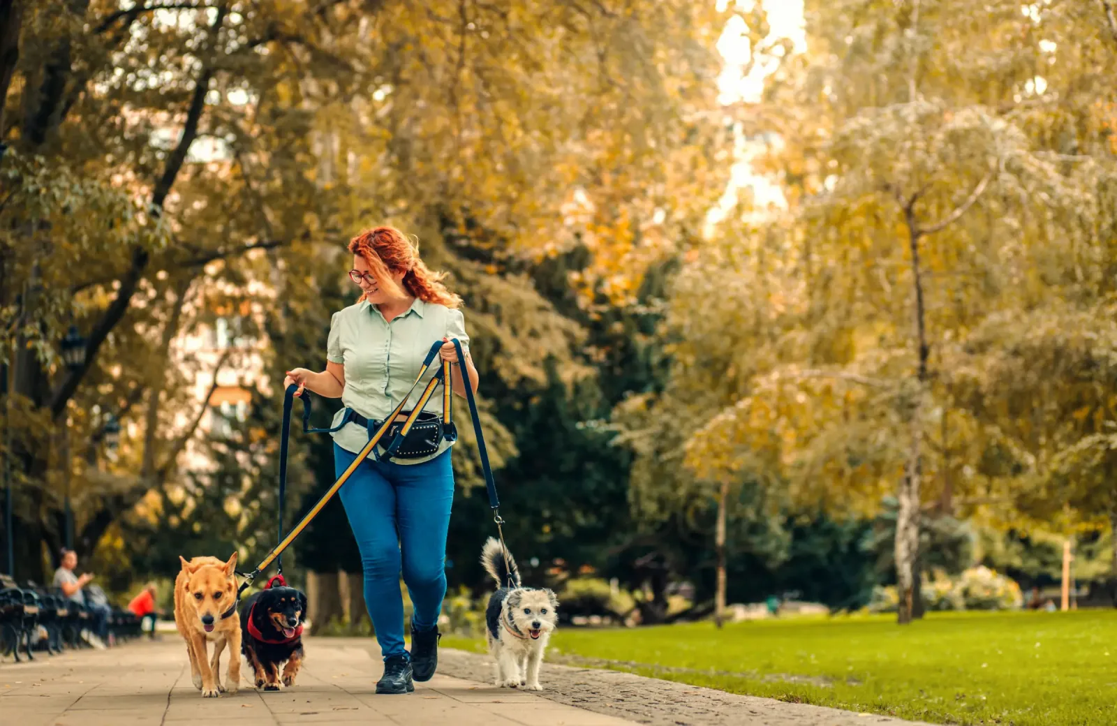 Best Dog Walking Software
