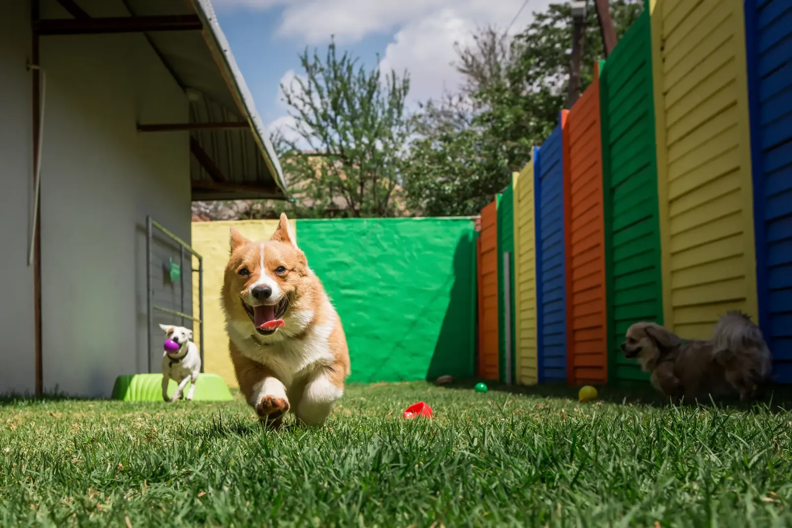 The Best Dog Daycare Software in 2026