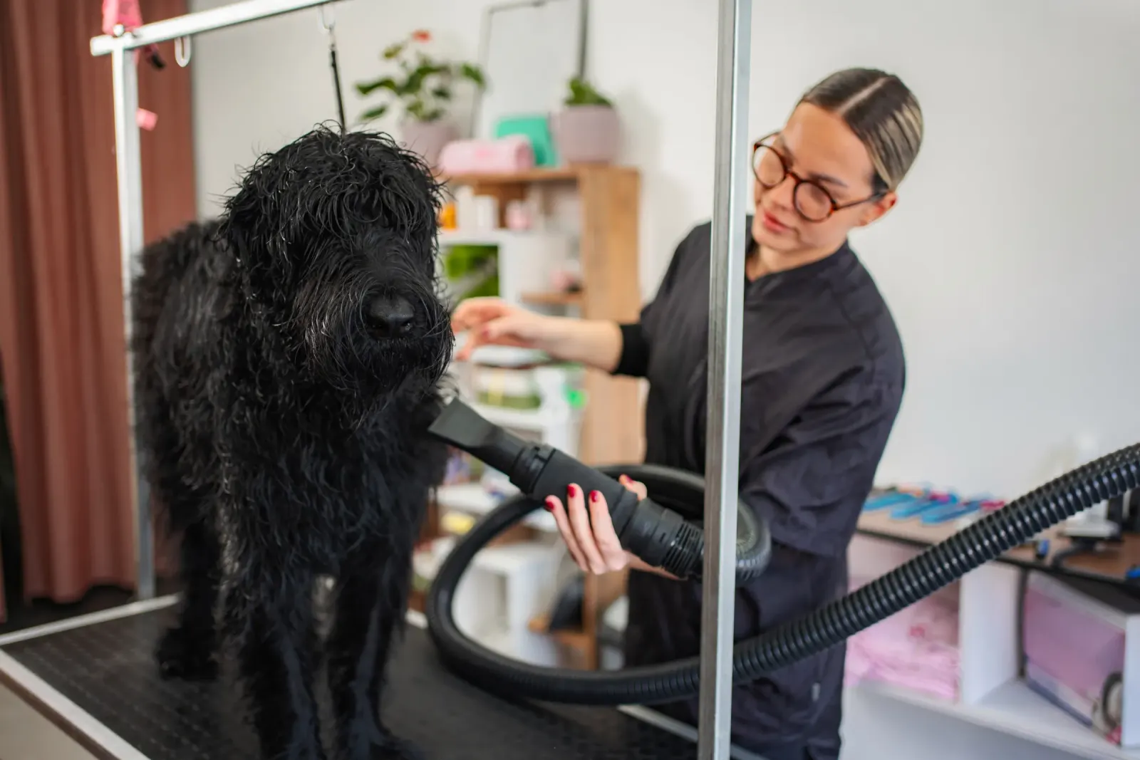 A groomer drying a wet black dog at the salon
