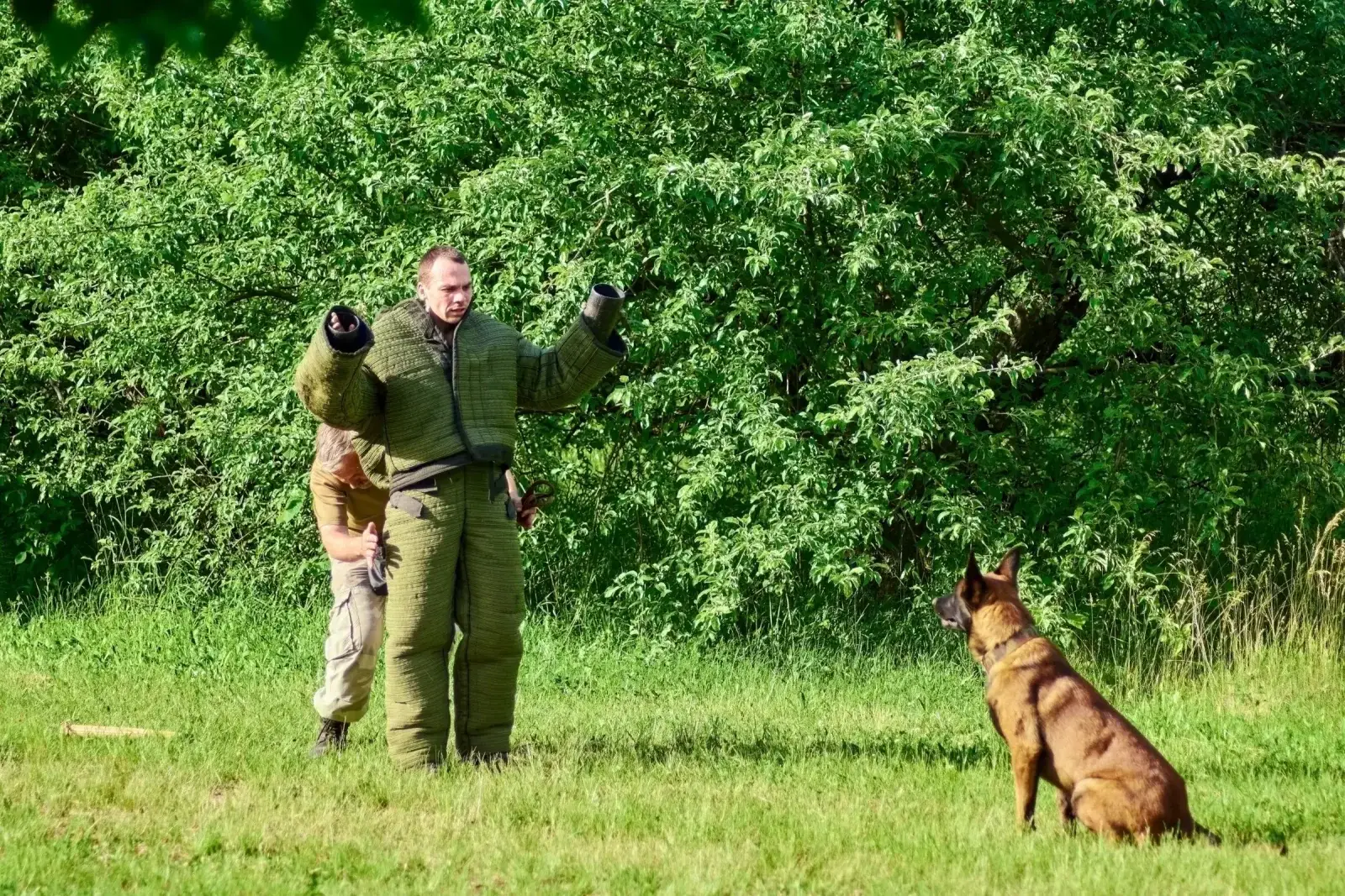 Best Dog Training Software