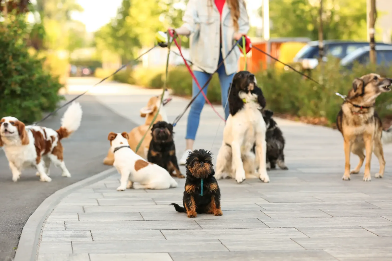 Best Multi-Location Pet Care Software