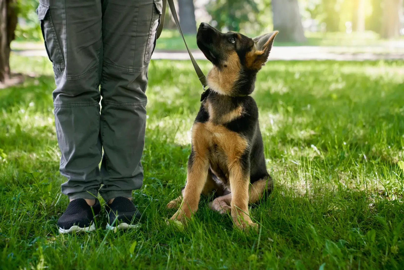 A puppy sitting beside its owner in the park