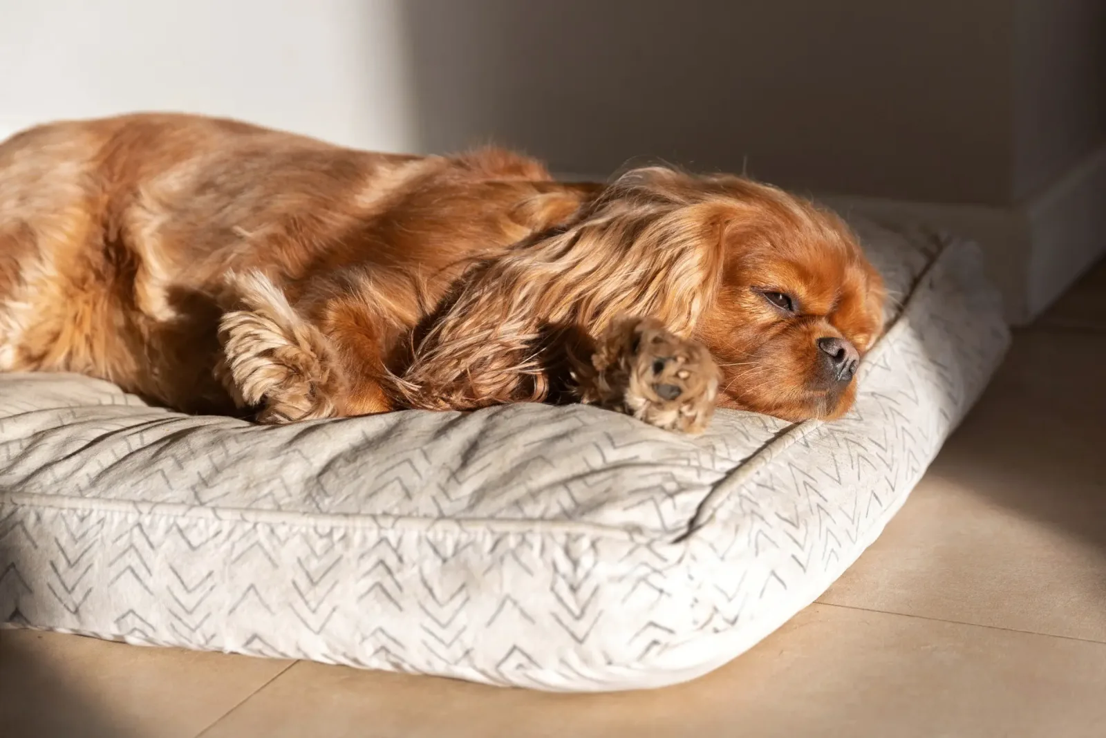 A dog resting in a cosy bed at a boarding stay